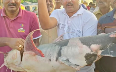 পদ্মা ও যমুনা নদীর মোহনায় ধরা পড়লো ২৫ কেজি ওজনের মহাবিপন্ন বাগাড় মাছ