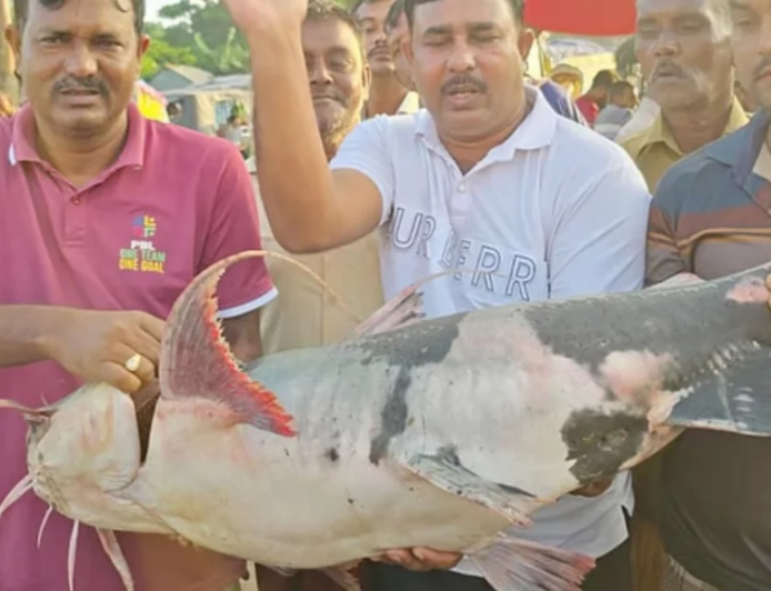 পদ্মা ও যমুনা নদীর মোহনায় ধরা পড়লো ২৫ কেজি ওজনের মহাবিপন্ন বাগাড় মাছ