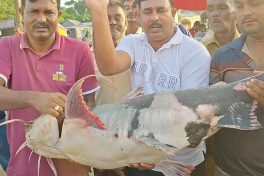 পদ্মা ও যমুনা নদীর মোহনায় ধরা পড়লো ২৫ কেজি ওজনের মহাবিপন্ন বাগাড় মাছ